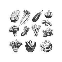 Organic vegetable collection in hand-drawn line art featuring carrots, zucchini, cauliflower, eggplant, and leafy greens. Perfect for eco-friendly packaging and healthy lifestyle designs