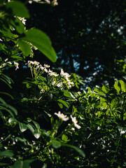 Spring flowers in the garden