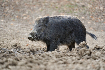 Wild boar rooting