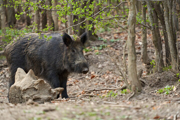 Wild boar rooting