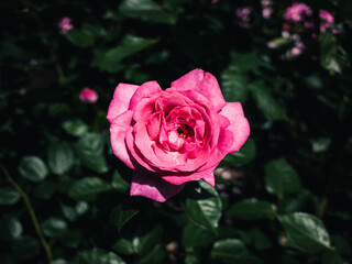 Pink rose in the garden