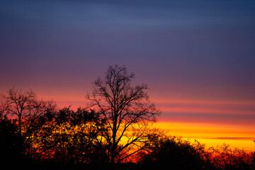 Obraz premium bluish-pinkish-yellow morning skies. Dark tree silhouettes.