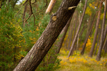 the trunk of an old pine tree against a background of green leaves