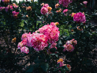 Pink roses in the garden