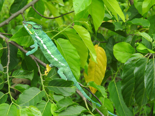 Grünes Chamäleon klettert auf Baum, Madagascar