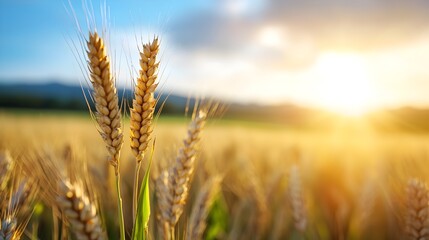Fototapeta premium Serene Wheat Fields Glowing Under Fading Evening Light with Gentle Breeze Making the Golden Stalks Sway Softly