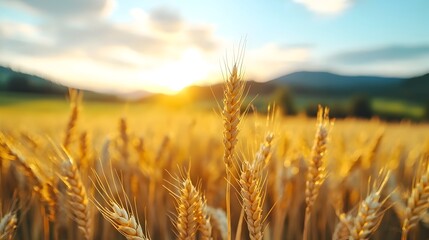 Naklejka premium Expansive golden wheat field bathed in warm evening light gently swaying and rippling in the soft soothing breeze as the day comes to a peaceful close over the serene countryside landscape