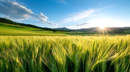 Obraz premium Breathtaking vista of sun drenched wheat fields swaying gently in the breeze bathed in the soft warm glow of the setting sun as shadows stretch across the serene pastoral landscape