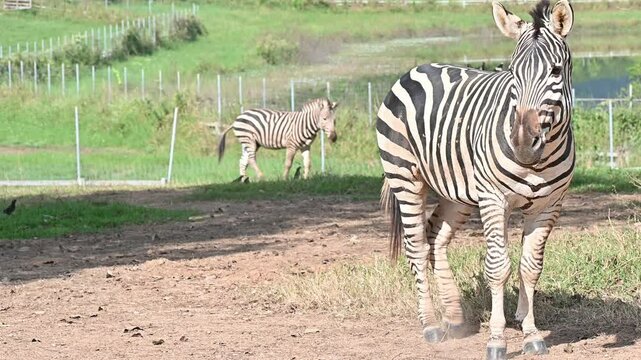 Footage of Zebras living in wildlife conservation area. Zebra is species of African horse family unique with having black an white strippit coats.