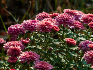 A bush of red chrysanthemums outside