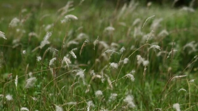Close-up of bladygrass shaking and swaying in the wind. Delicate grass moving continuously outdoors. Concept of nature energy, wind motion, and rural landscape detail