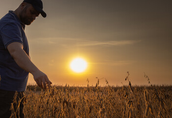 Harvesting of soybean field with combine.