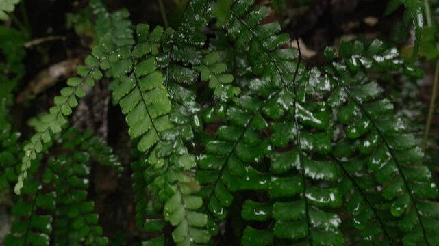 Rainforest plants all wet from the rain, raindrops falling leaf to leaf in Springbook, National Park, Australia.
