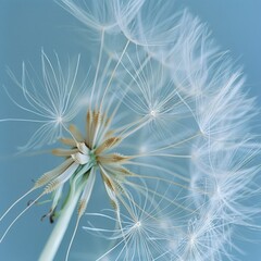 Obraz premium Close-up shot of a dandelion seed head against a soft blue background.