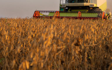 Harvesting of soybean field with combine.