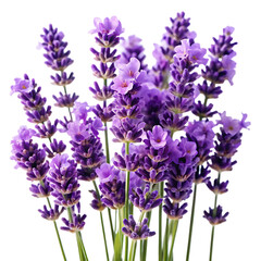 Fototapeta premium Lavender Blossom in a Field of Purple Hues
