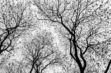This is a snapshot of  three trees shot with a thick trunk and lush foliage.
