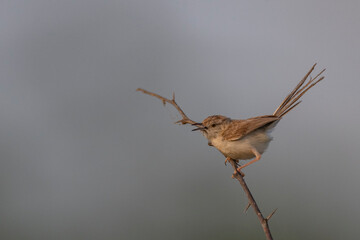 Great Rann of Kutch, Gujarat, India, Delicate Prinia, Prinia delicatula