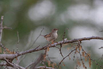 Great Rann of Kutch, Gujarat, India, Common Whitethroat, Sylvia communis