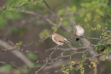 Great Rann of Kutch, Gujarat, India, Indian Silverbill, Lonchura malabarica