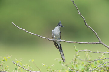Obraz premium Great Rann of Kutch, Gujarat, India, Pied Cuckoo, Clamator jacobinus