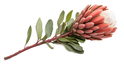 Proteas flower isolated on a white background