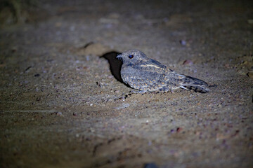 Great Rann of Kutch, Gujarat, India, Savanna Nightjar, Caprimulgus affinis