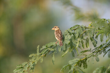 Great Rann of Kutch, Gujarat, India, Streaked Weaver, Ploceus manyar