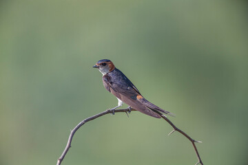 Great Rann of Kutch, Gujarat, India, Red-rumped Swallow, Hirundo daurica