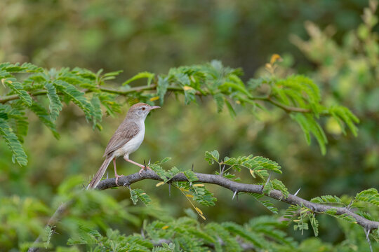 GRK,Rufous-fronted Prinia, Prinia buchanani