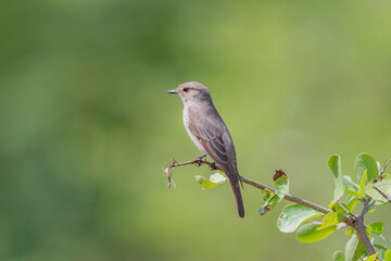 Great Rann of Kutch, Gujarat, India, Spotted Flycatcher, Muscicapa striata