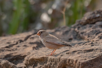 Great Rann of Kutch, Gujarat, India, Trumpeter Finch, Bucanetes githagineus