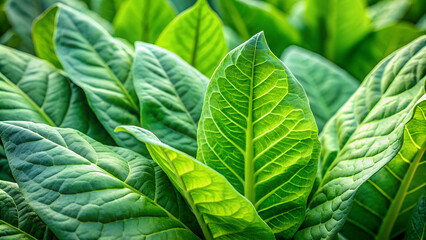 Lush green tobacco leaves in a plantation, bathed in natural sunlight.

