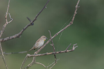 Fototapeta premium Great Rann of Kutch, Gujarat, India, Yellow-throated Sparrow, Gymnoris xanthocollis