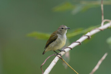 Andaman Islands, India, Andaman Flowerpecker, Dicaeum andamanense