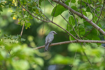 Andaman Islands, India, Large Cuckooshrike, Coracina macei