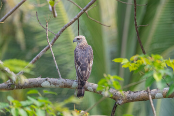 Andaman Islands, India, Changeable Hawk Eagle, Nisaetus cirrhatus