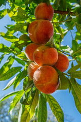 Fresh, ripe peaches on the tree in fruit summer garden, closeup. Rich harvest of peaches. Ripe fruits on the peach tree in the orchard. Homegrown, organic peaches