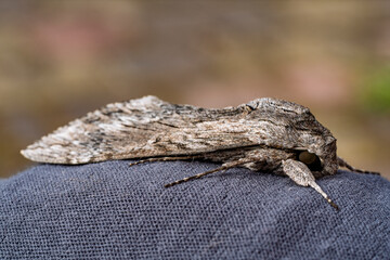 Detailed frontal closeup on the impressive Convolvulus Hawkmoth or Agrius convolvuli, sitting on gray cloth. Macro the moth is leafy or Convolvulus Hawk moth Agrius convolvuli