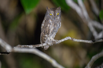 Andaman Islands, India, Walden's Scops Owl, Otus scops waldeni