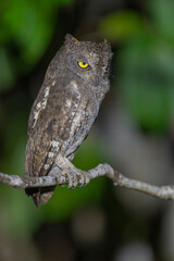 Walden's Scops Owl, Otus scops waldeni