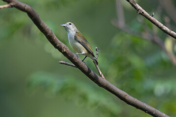 Andaman Islands, India, Andaman Flowerpecker, Dicaeum trochileum
