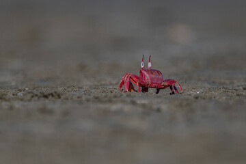 Andaman Islands, India, Red Crab, Gecarcoidea natalis