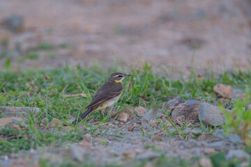 Andaman Islands, India, Eastern Yellow Wagtail, Motacilla tschutschensis