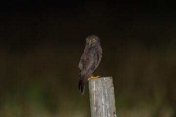 Andaman Islands, India, Hume's Hawk Owl, Ninox obscura humei