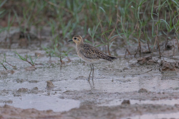 Andaman Islands, India, Pacific Golden Plover, Pluvialis fulva