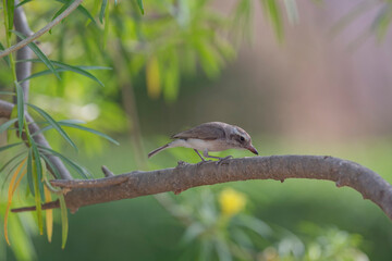 Pench National Park, Madhya Pradesh, India, Common Woodshrike, Tephrodornis pondicerianus
