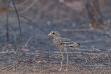 Pench National Park, Madhya Pradesh, India,Indian Stone-curlew, Burhinus indicus