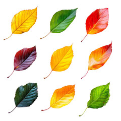 Obraz premium Dynamic Fall Leaves Swirling in the Wind - Vibrant Seasonal Colors on White Background