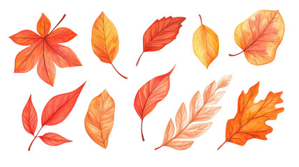Fototapeta premium Autumnal Elegance - Hand-drawn Vibrant Orange and Red Leaves on White Background for Seasonal Designs